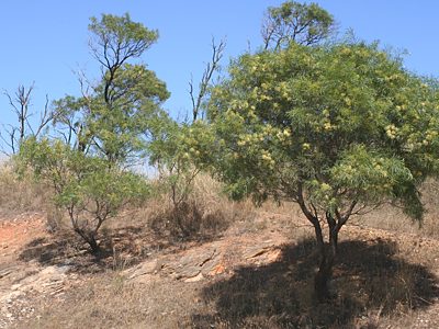 Diphucrania chalcophora, PL0998, adult host plant, Acacia retinodes, MU